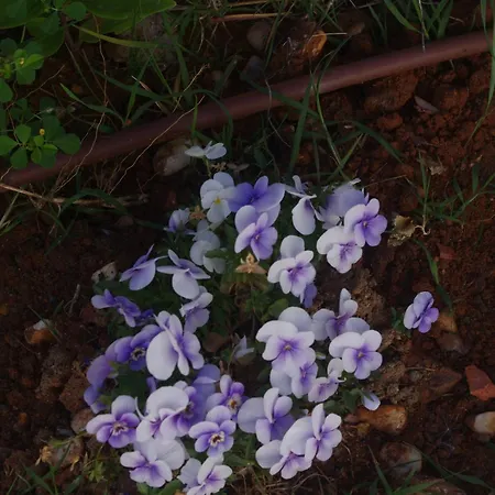 Saudade, Casa Entre Encinas